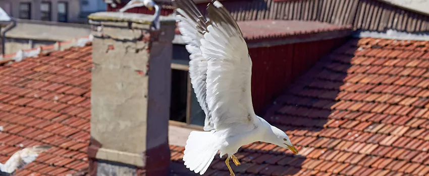 Residential Chimney Animal Removal Solution in Dakota Ridge, CO