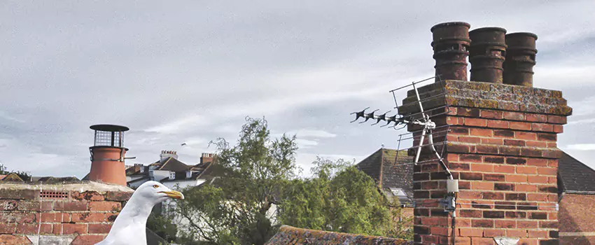 Chimney Cleaning And Restoration in Dakota Ridge, Colorado